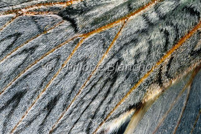 aile cerura vinula.JPG - Gros plan, aile de Cerura vinulaQueue fourchuePuss mothLepidoptera , NotodontidaeFrance